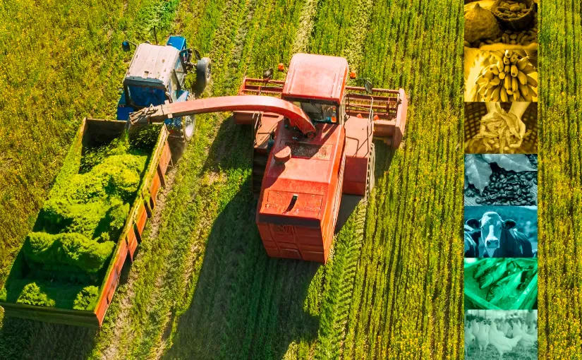 Aerial view of a red forage harvester transferring chopped greens into a trailer in a green field